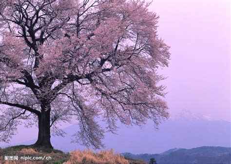 樱花树摄影图__花草_生物世界_摄影图库_昵图网nipic.com