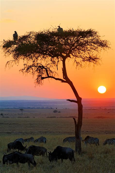 Sunrise in the African Savannah | African sunset, Scenery, Nature photography