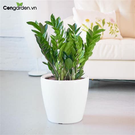 Cây kim tiền để bàn - Thiết kế ban công, sân vườn, chậu cây composite - Cengarden.vn