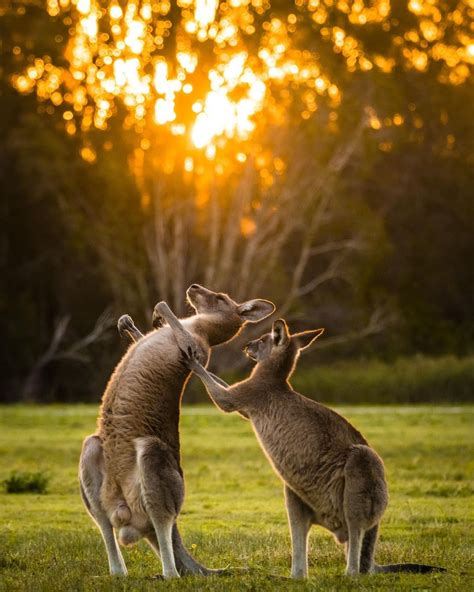 GOLD COAST: With its thriving wildlife, Gold Coast cities and extraordinary adventure, Australia ...