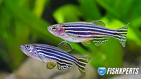 Zebra Danio Care - Fishxperts