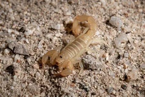 11 Scorpions in Nevada (With Pictures) - Wildlife Informer