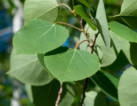 Populus tremuloides (Quaking Aspen)