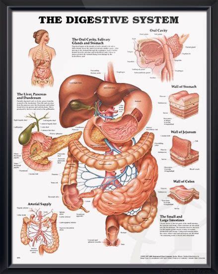 The Digestive System Chart 20x26 | Human digestive system, Digestive system anatomy, Digestive ...