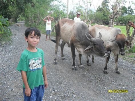 Water buffalo for farming. | Water buffalo, Animals, Philippines