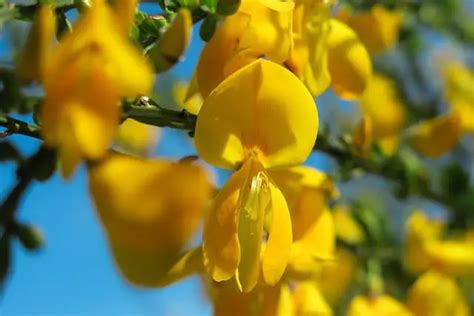 Gorse Flower: Meaning, Symbolism, and Colors | Pansy Maiden