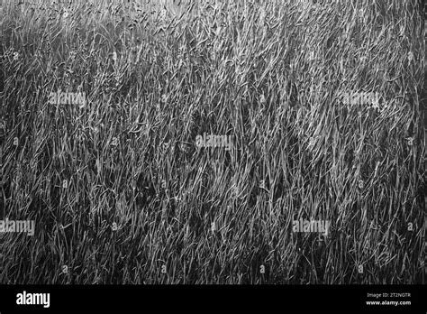 Terra nova np hi-res stock photography and images - Alamy
