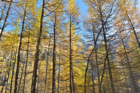 Beautiful golden larches in autumn in ... | Stock image | Colourbox