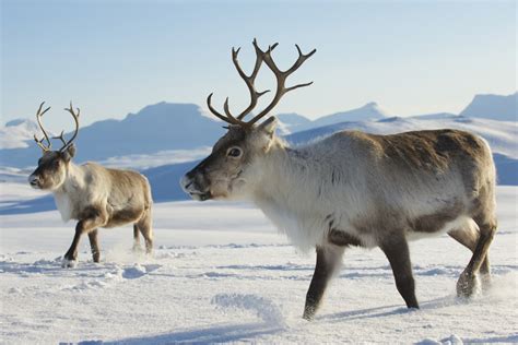 Renne : un animal fascinant menacé par le réchauffement climatique