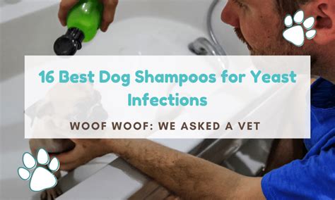 16 Best Dog Shampoos for Yeast Infection: We Asked A Vet