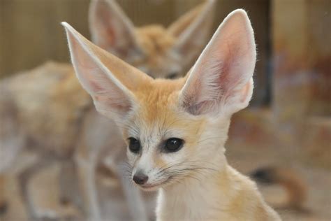 White Wolf : Meet The Pretty Little Animal With The World's Greatest Ears