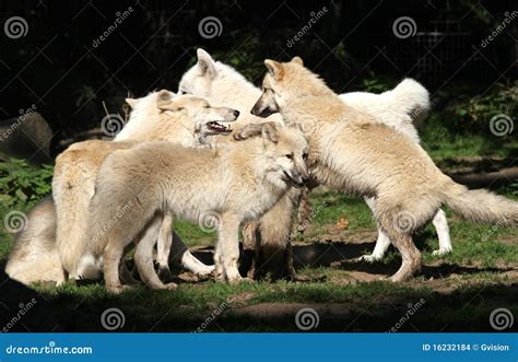 Arctic Wolf Pack stock photo. Image of arctosprofile - 16232184