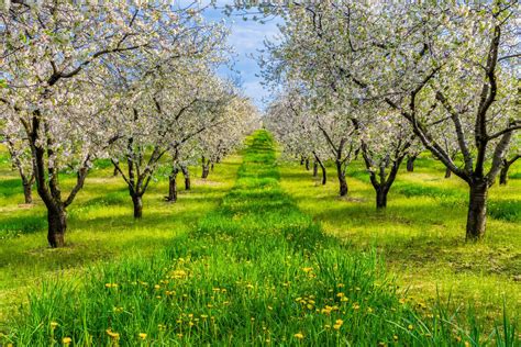 an orchard with lots of trees and flowers on the grass in front of blue sky