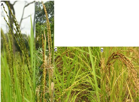 Main panicle types found in this study. Panicle stature of O ...