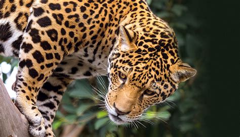 Jaguar | San Diego Zoo Wildlife Explorers