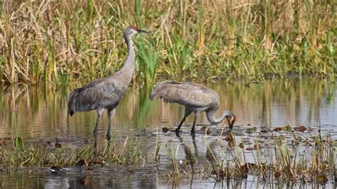 Sandhill crane – Florida Hikes