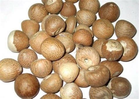 Arecanut Cultivation (Betel Nut) Information | Agri Farming