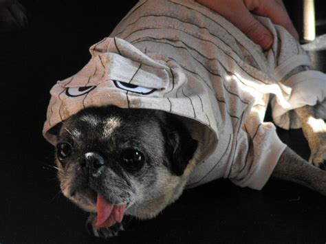 224 best images about Cute pug clothes and costumes on Pinterest ...