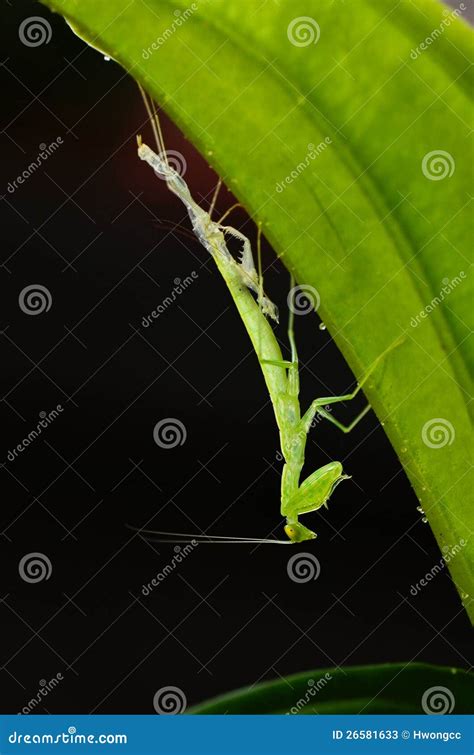 Molting of Praying mantis stock image. Image of color - 26581633