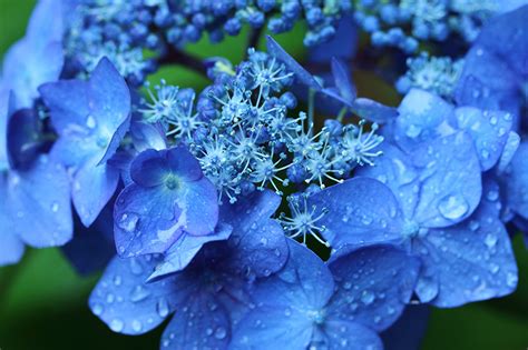 Wallpaper Blue Drops Flowers Hydrangea Macro photography Closeup