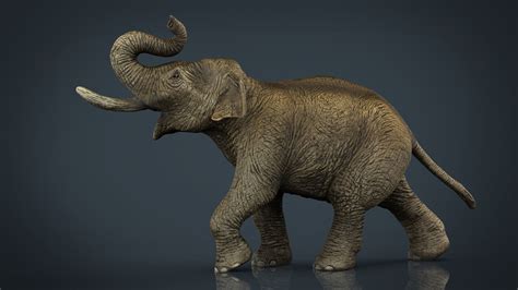 3D model Asian Elephant VR / AR / low-poly | CGTrader