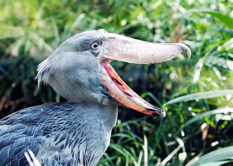 Shoebill stork call - westcamping