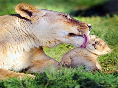 Awwwww Mom!, clean, mother, baby, lion, nurture, young, wild, cub, lick, lioness, HD wallpaper ...