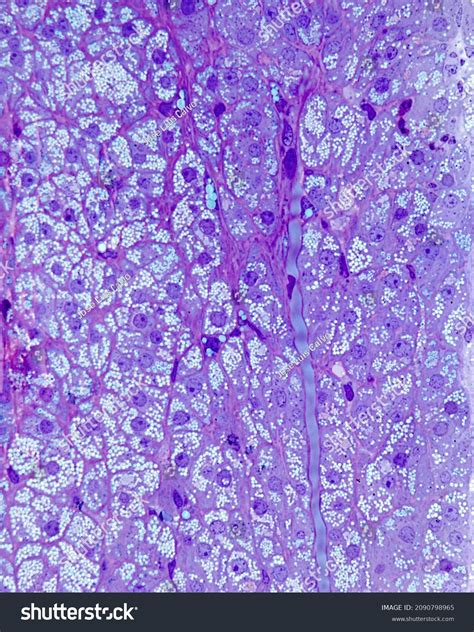 Adrenal Gland Zona Fasciculata Steroid-secreting Cells Stock Photo 2090798965 | Shutterstock