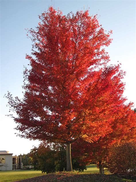 12 Common Types of Maple Trees in Canada - ProGardenTips