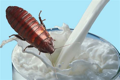 How About An Ice Cold Glass Of Cockroach Milk?