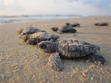 HD wallpaper: Sea Turtle, Sea Turtle HD | Wallpaper Flare