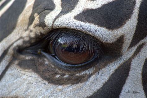 In A Zebra's Eye | Reflected In A Zebra's Eye at Safari Park… | Flickr ...