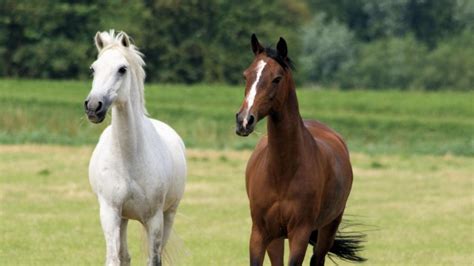 White Brown Horses HD desktop wallpaper : Widescreen : High Definition ...