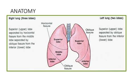 Lung Lobes Anatomy