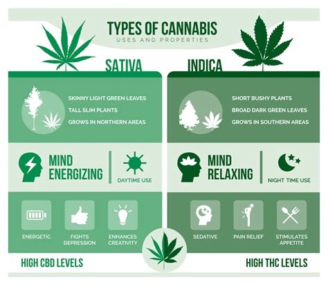 Sativa and Indica: Are There Any Pure Strains out There? | Leafbuyer