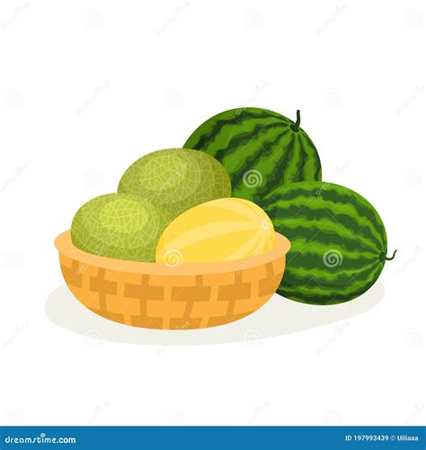 Cartoon Melons in Basket and Watermelons Isolated on White Stock Vector - Illustration of melon ...