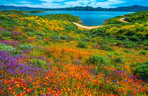 Diamond Valley Lake Wildflowers! Sony A7R III & FE 16–35 m… | Flickr