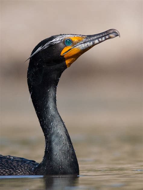 Double-crested Cormorant | Audubon Field Guide