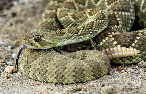 Desert Rattlesnake Habitat