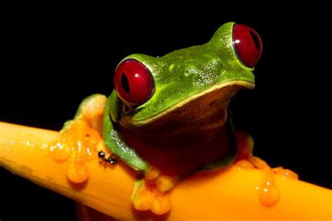 Red-eye tree frog, agalychnis HD wallpaper | Wallpaper Flare