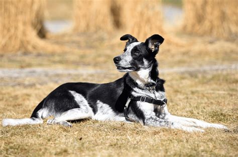 The Border Collie Blue Heeler Mix - Top Facts & Guide - Animal Corner