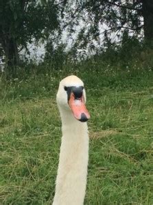 Create meme "Ice skater swan , swan , swans on a pond " - Pictures ...