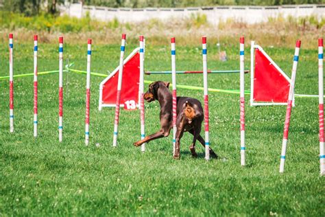 5 Facts About Dog Agility Weave Poles