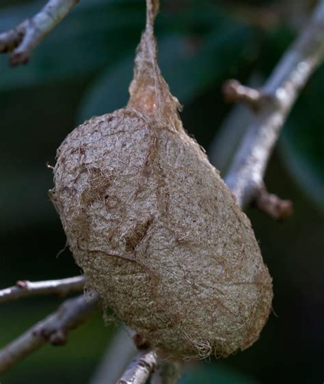 Polyphemus Moth Cocoon - Antheraea polyphemus | Flickr - Photo Sharing!