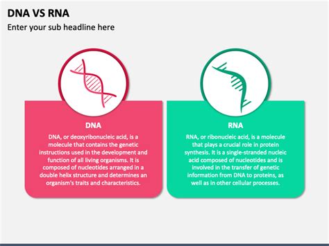 DNA Vs RNA PowerPoint and Google Slides Template - PPT Slides