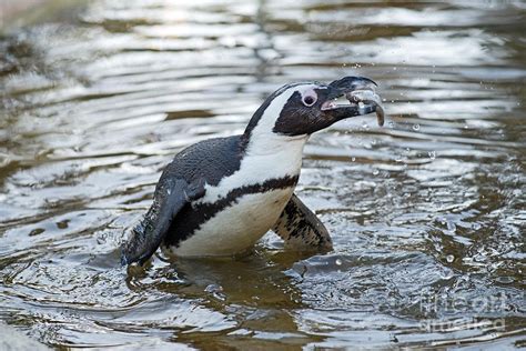 African penguin eating fish Photograph by George Atsametakis