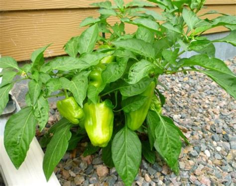 Caring for Pepper Plants | Dengarden