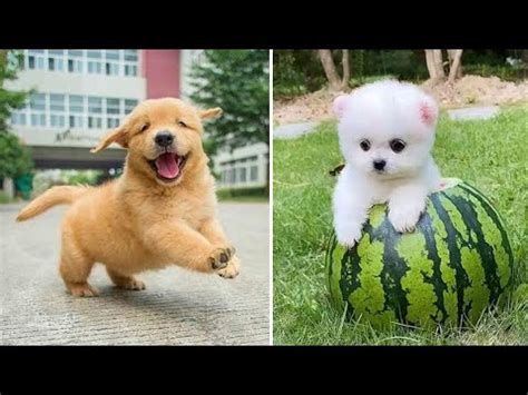 Which Dog Is Cutest Puppy