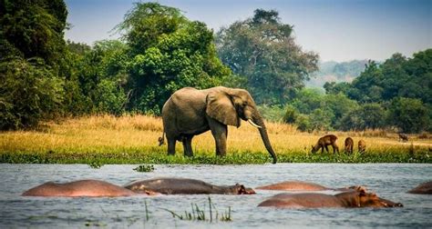 Uganda Wildlife Safari - uganda wildlife safaris , uganda tours