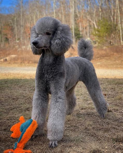 a gray poodle playing with a toy in the grass near some trees and bushes